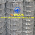 2" x 2" hot dipped Galvanized Welded Wire Mesh | werson